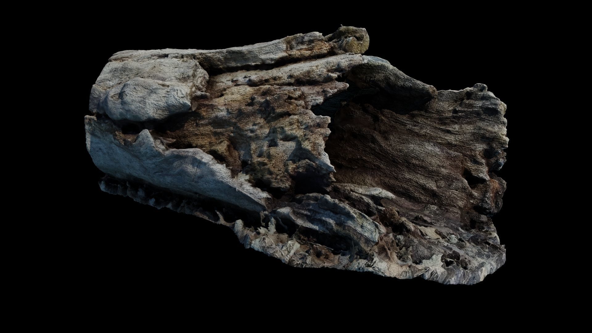Fallen Rotting Log 3D model_6