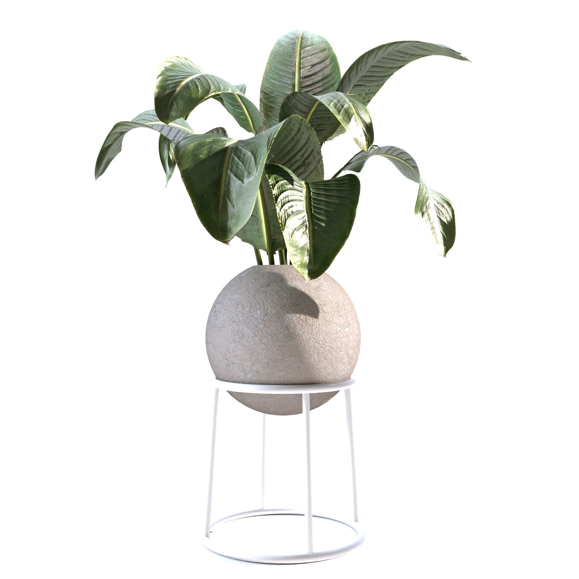 Indoor Plants Collection - Set 01 3D model_4