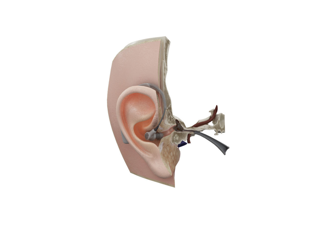 Ear Anatomy 3D model_3