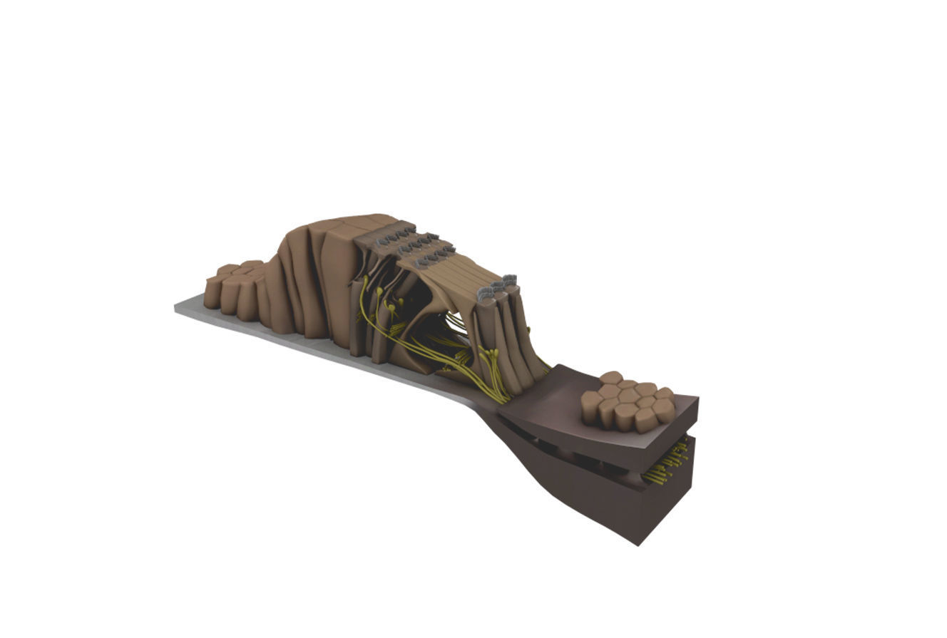 Ear Anatomy 3D model_7