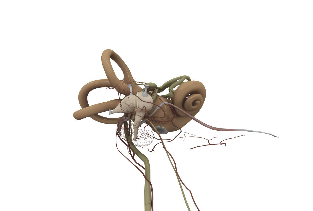 Ear Anatomy 3D model_4