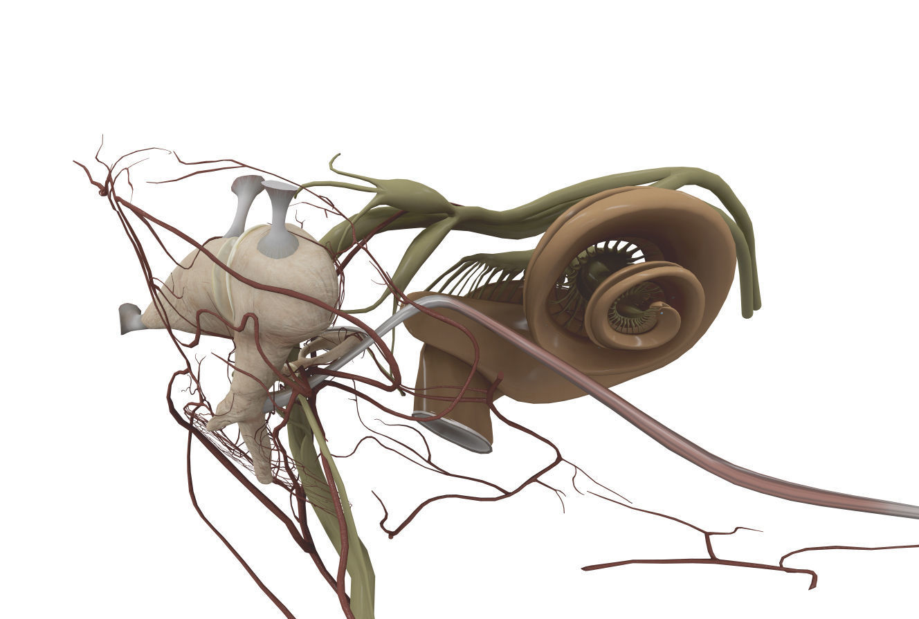 Ear Anatomy 3D model_5