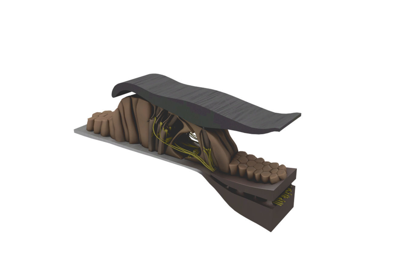 Ear Anatomy 3D model_6