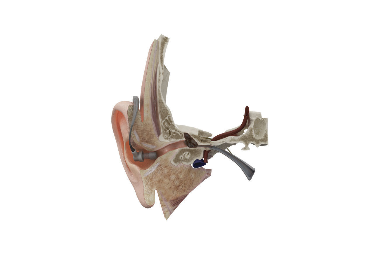 Ear Anatomy 3D model_2