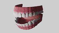 Teeth with Gums and Tongue Rigged 3D Model 3D model_5