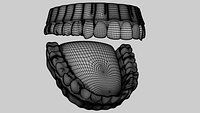 Teeth with Gums and Tongue Rigged 3D Model 3D model_6
