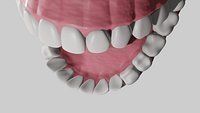 Teeth with Gums and Tongue Rigged 3D Model 3D model_3