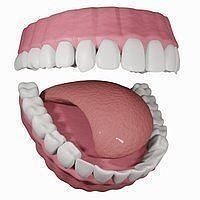 Teeth with Gums and Tongue Rigged 3D Model 3D model