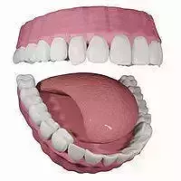 Teeth with Gums and Tongue Rigged 3D Model 3D model