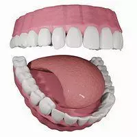 Teeth with Gums and Tongue Rigged 3D Model 3D model_0