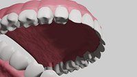 Teeth with Gums and Tongue Rigged 3D Model 3D model_2