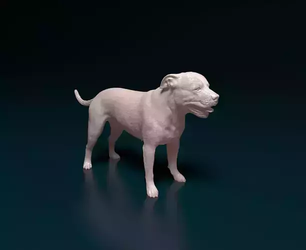 Staffordshire bull terrier 4