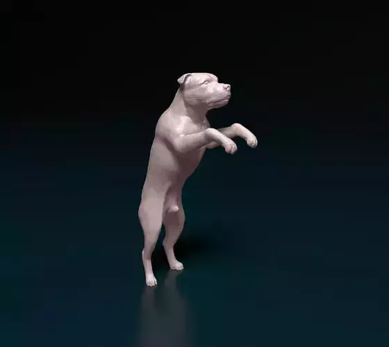 Staffordshire bull terrier 5