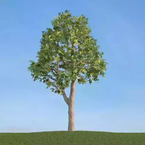 Tree Acer Platanoides 3D model
