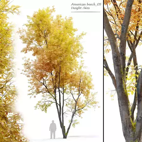 Autumn American beech