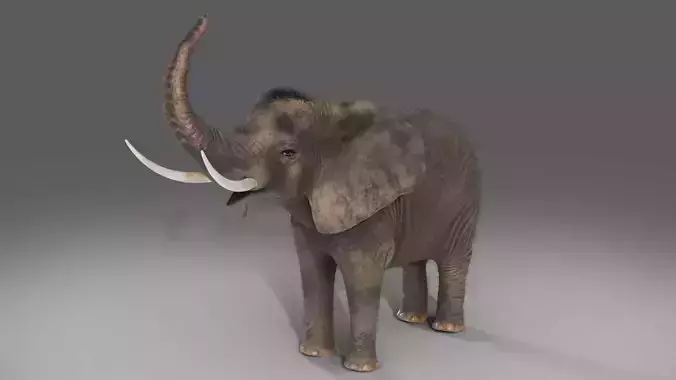 Fur Elephant Rigged in Blender  Zbrush Low-poly 3D model