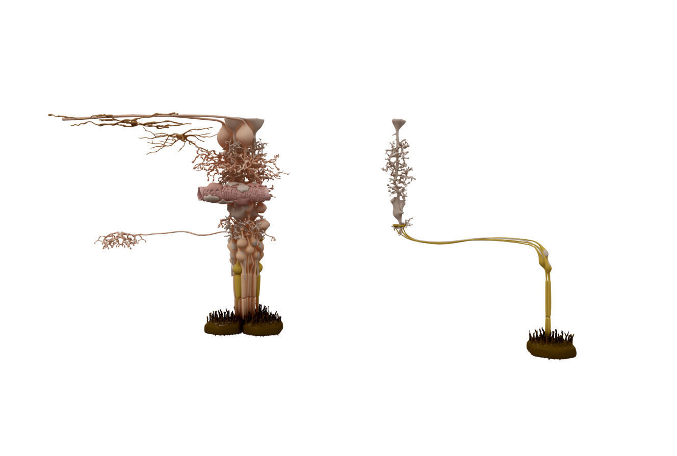 Eye Anatomy 3D model_8