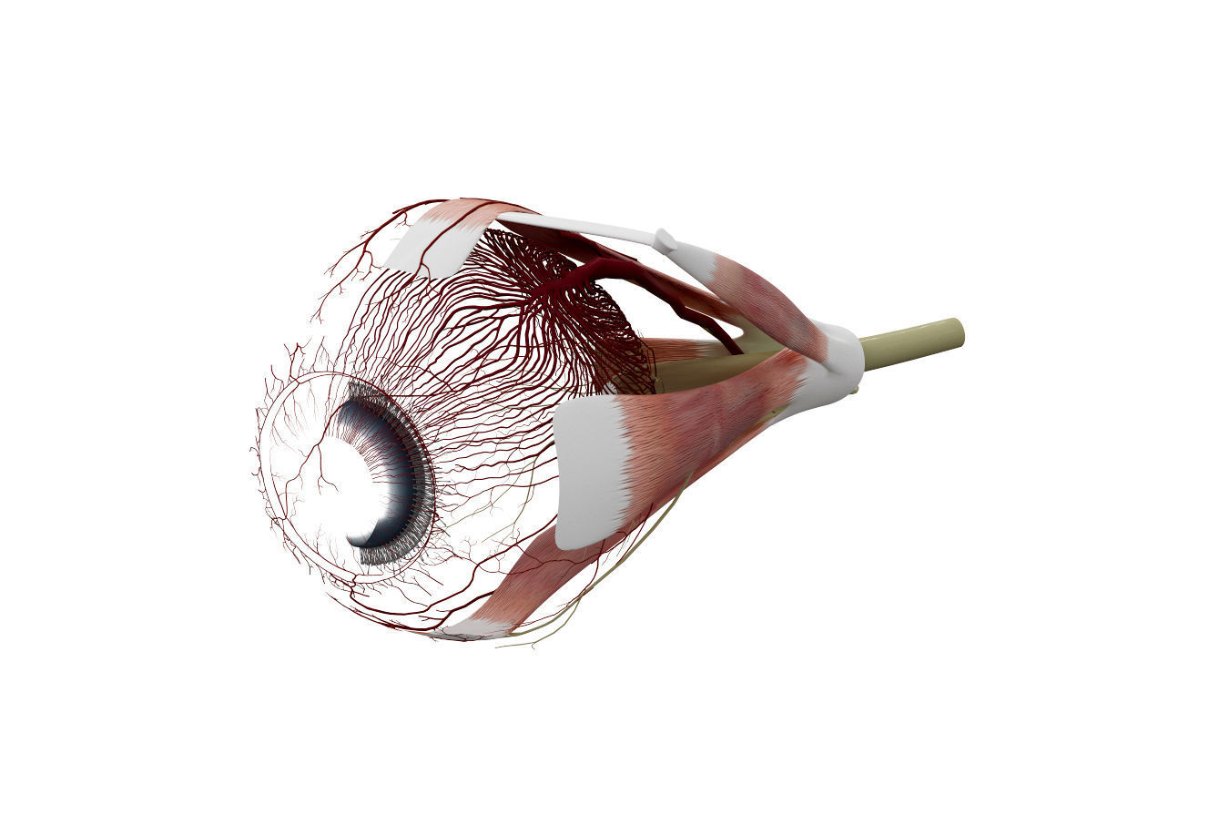 Eye Anatomy 3D model_5
