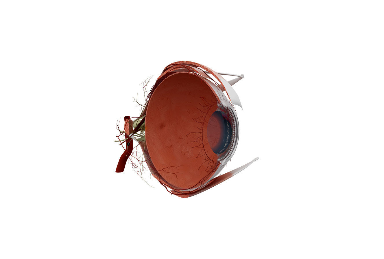 Eye Anatomy 3D model_4