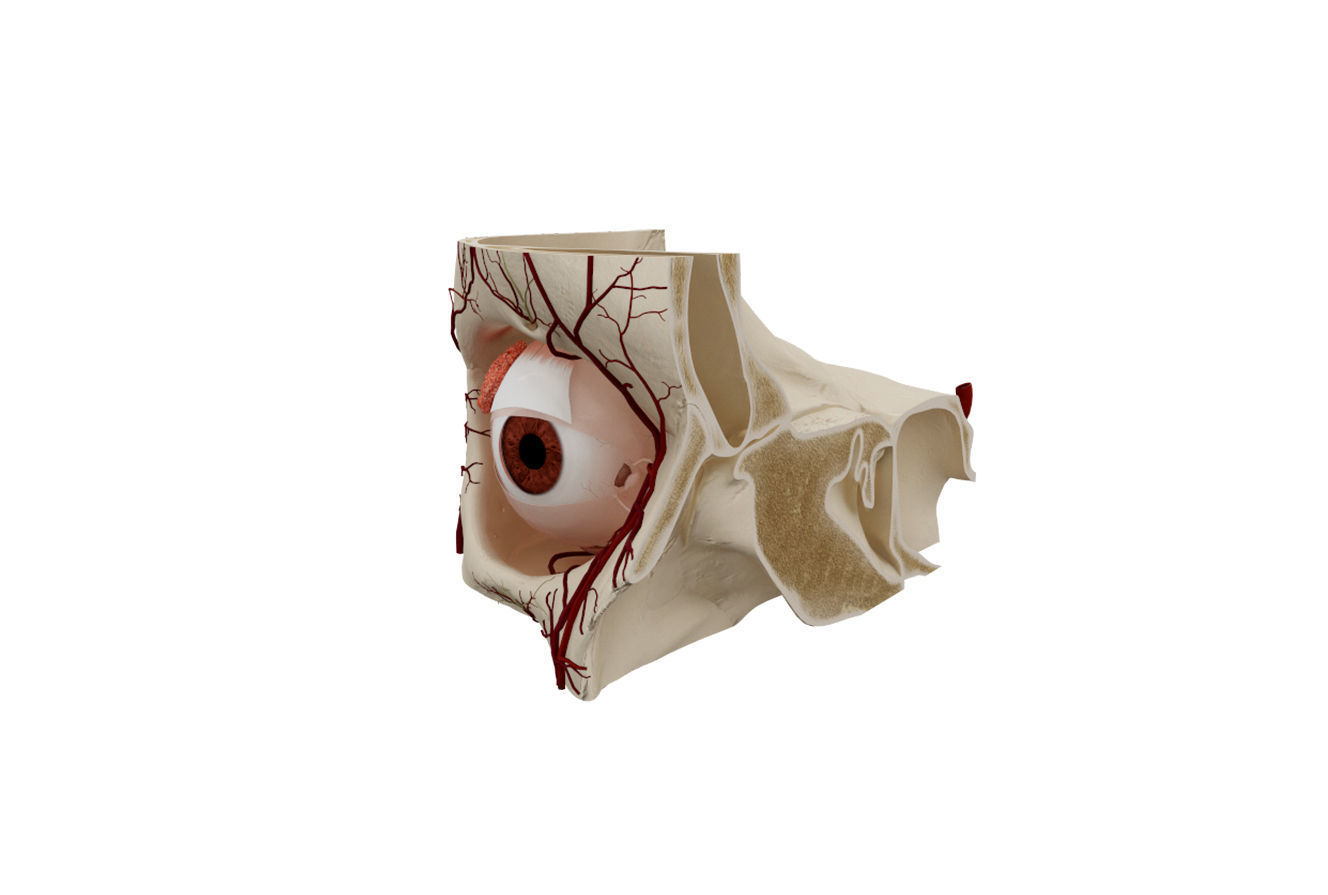 Eye Anatomy 3D model_2