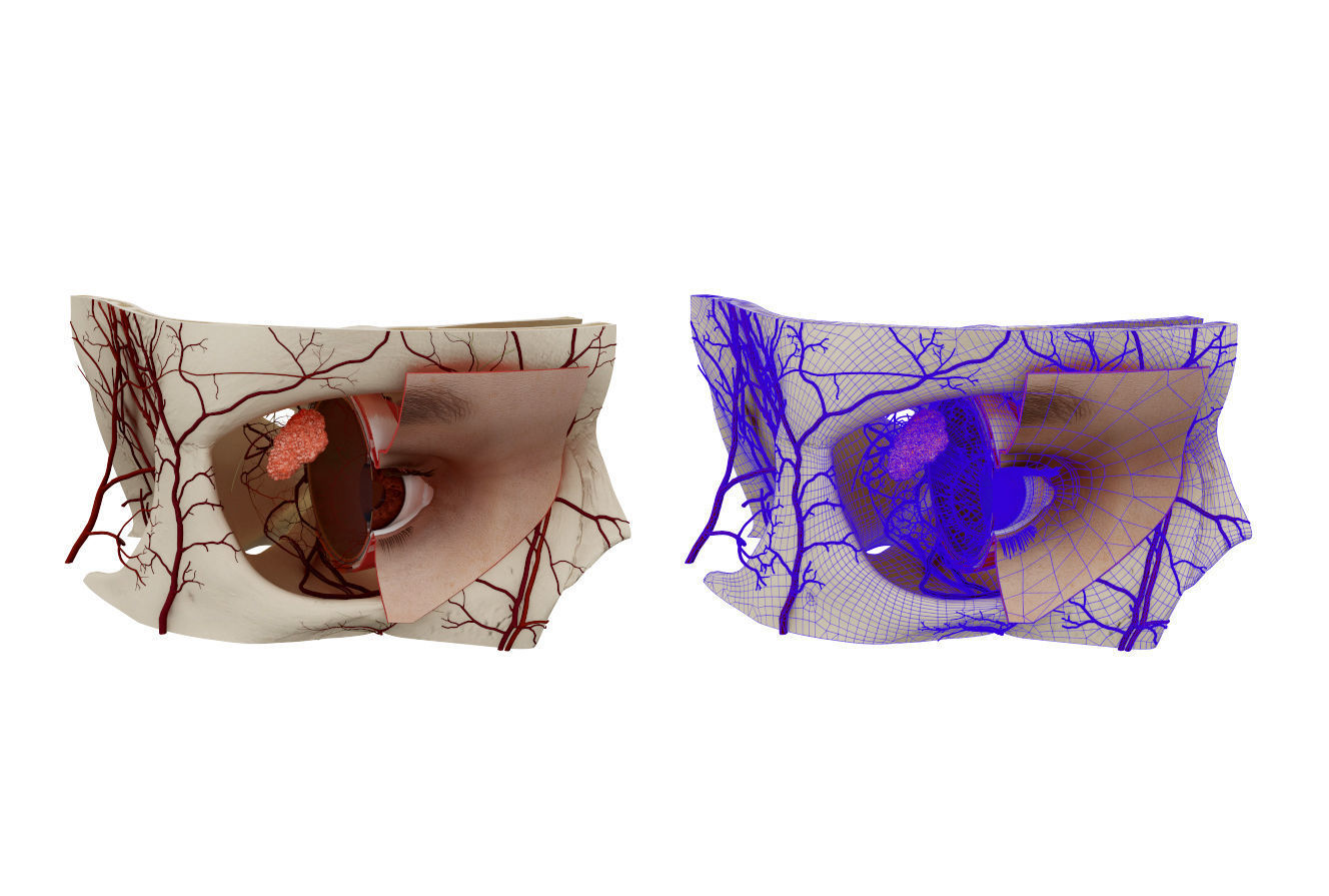 Eye Anatomy 3D model_1