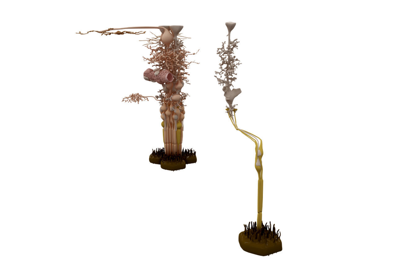 Eye Anatomy 3D model_7