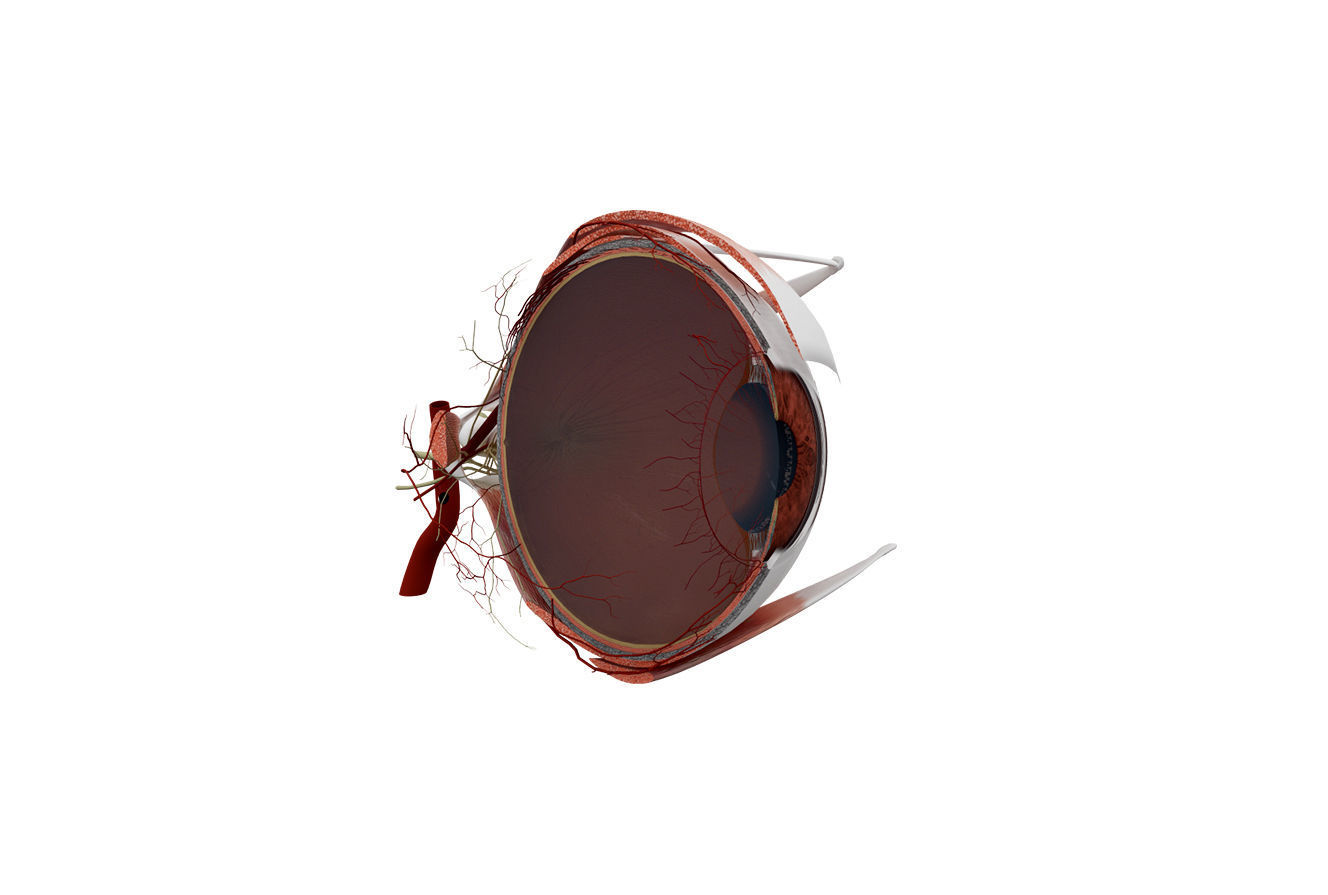 Eye Anatomy 3D model_3
