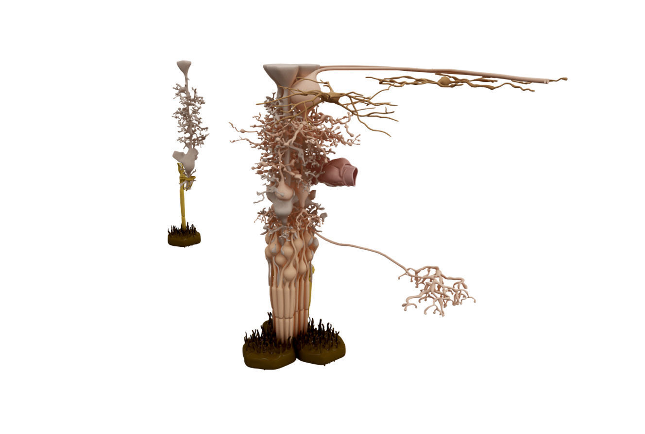 Eye Anatomy 3D model_6