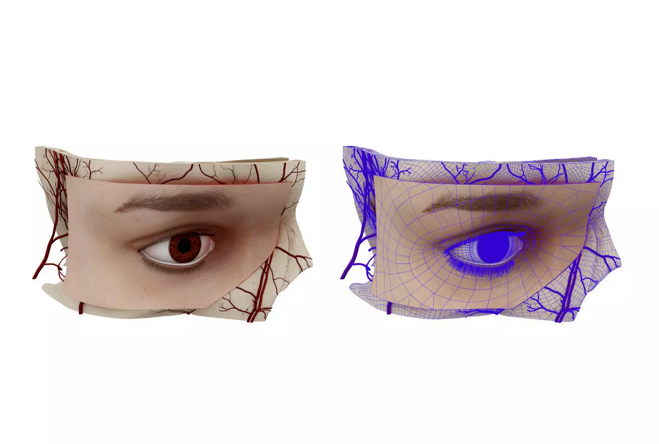 Eye Anatomy 3D model_0