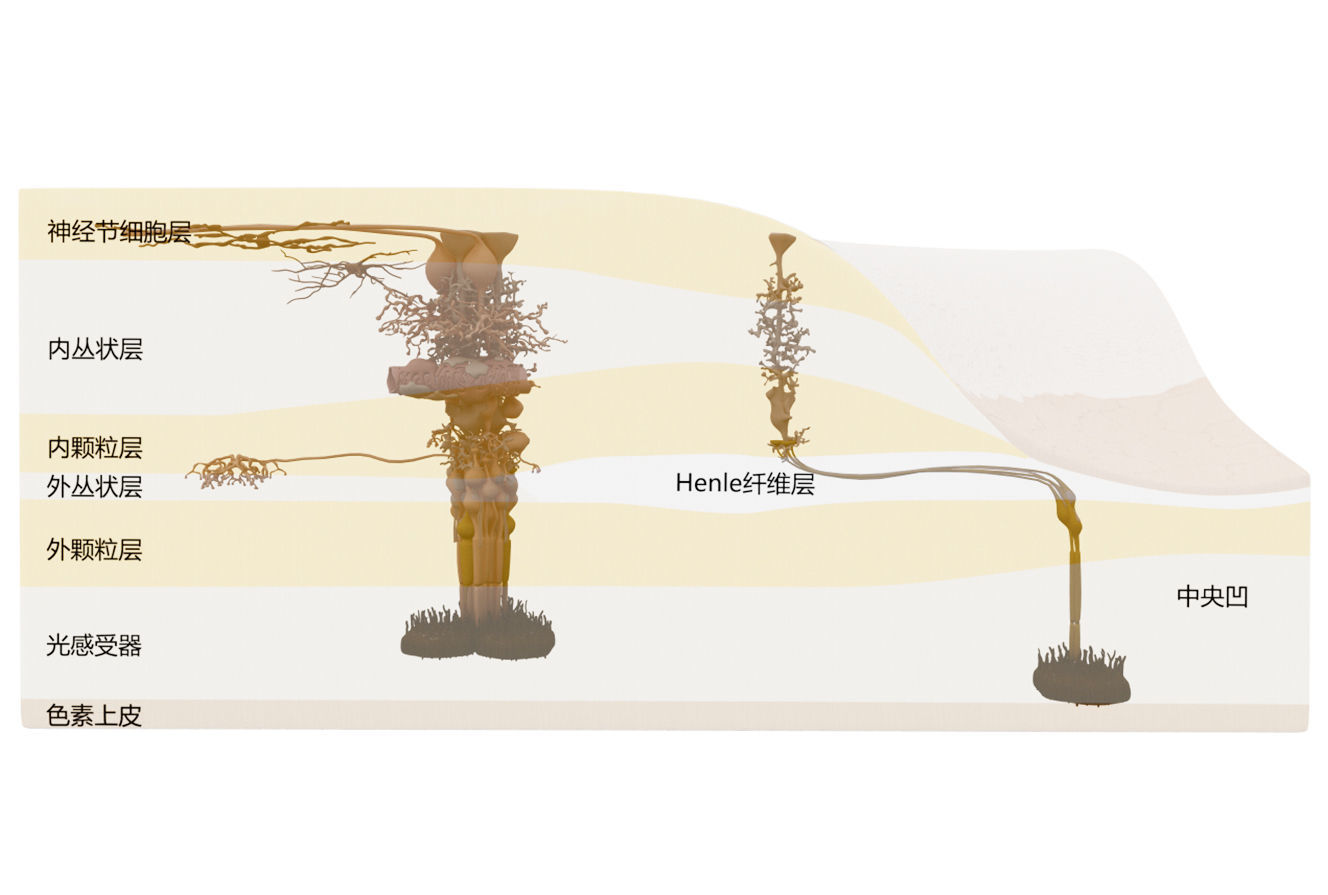 Eye Anatomy 3D model_9