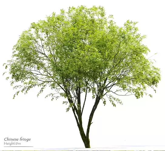 Chinese fringe 3D model