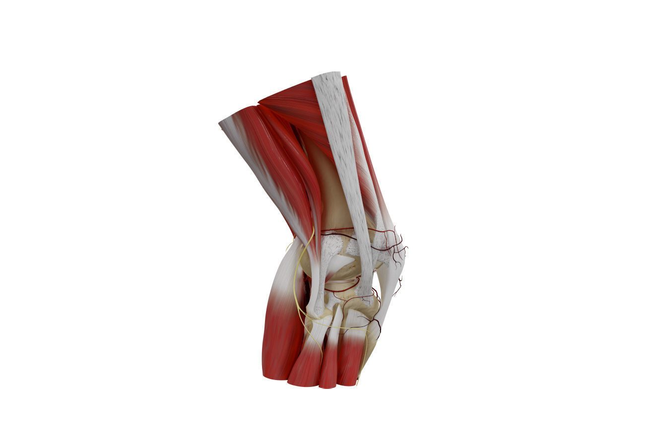 Knee Anatomy 3D model_3
