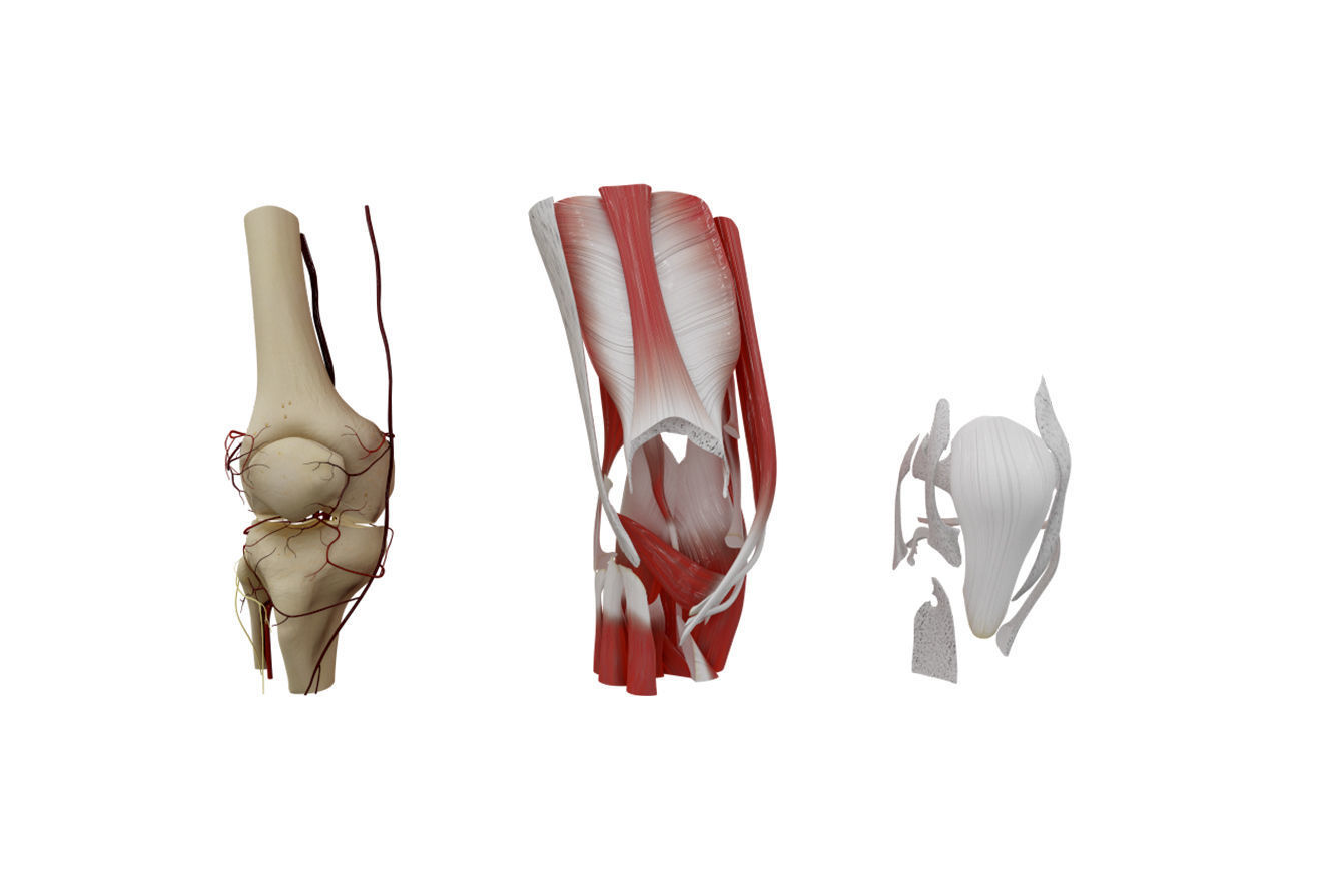 Knee Anatomy 3D model_7
