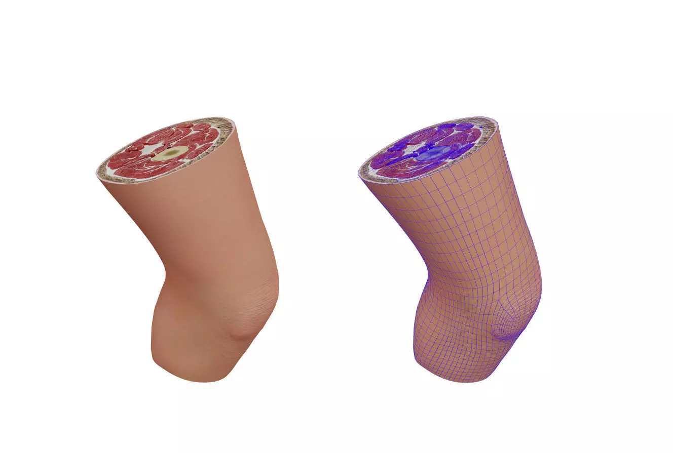 Knee Anatomy 3D model_0