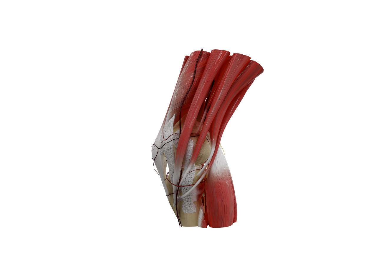 Knee Anatomy 3D model_5