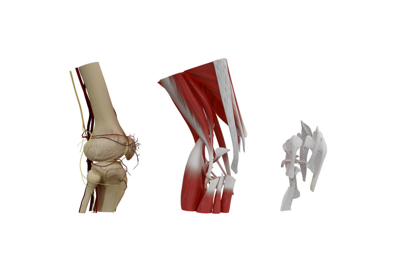 Knee Anatomy 3D model_6