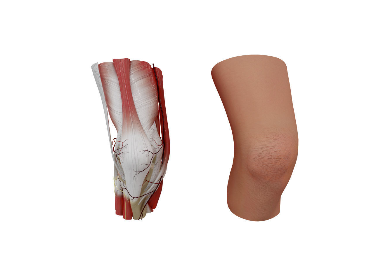 Knee Anatomy 3D model_2