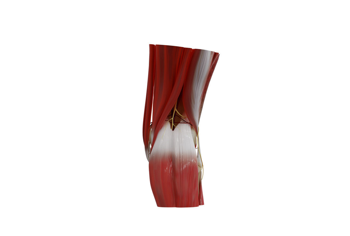 Knee Anatomy 3D model_4