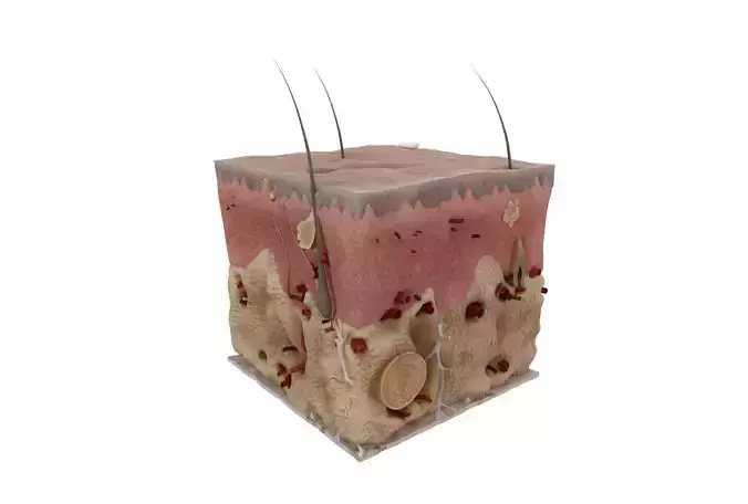 Skin Anatomy 3D model