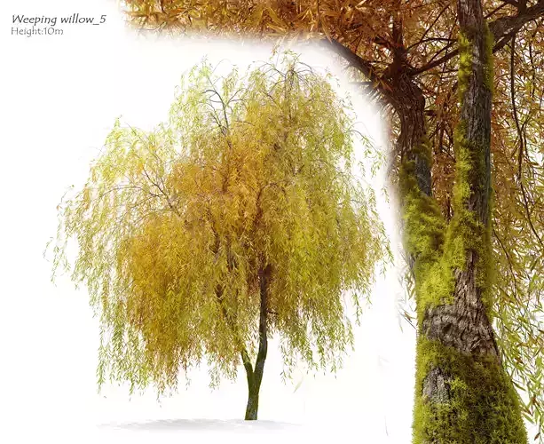 Weeping willow 5