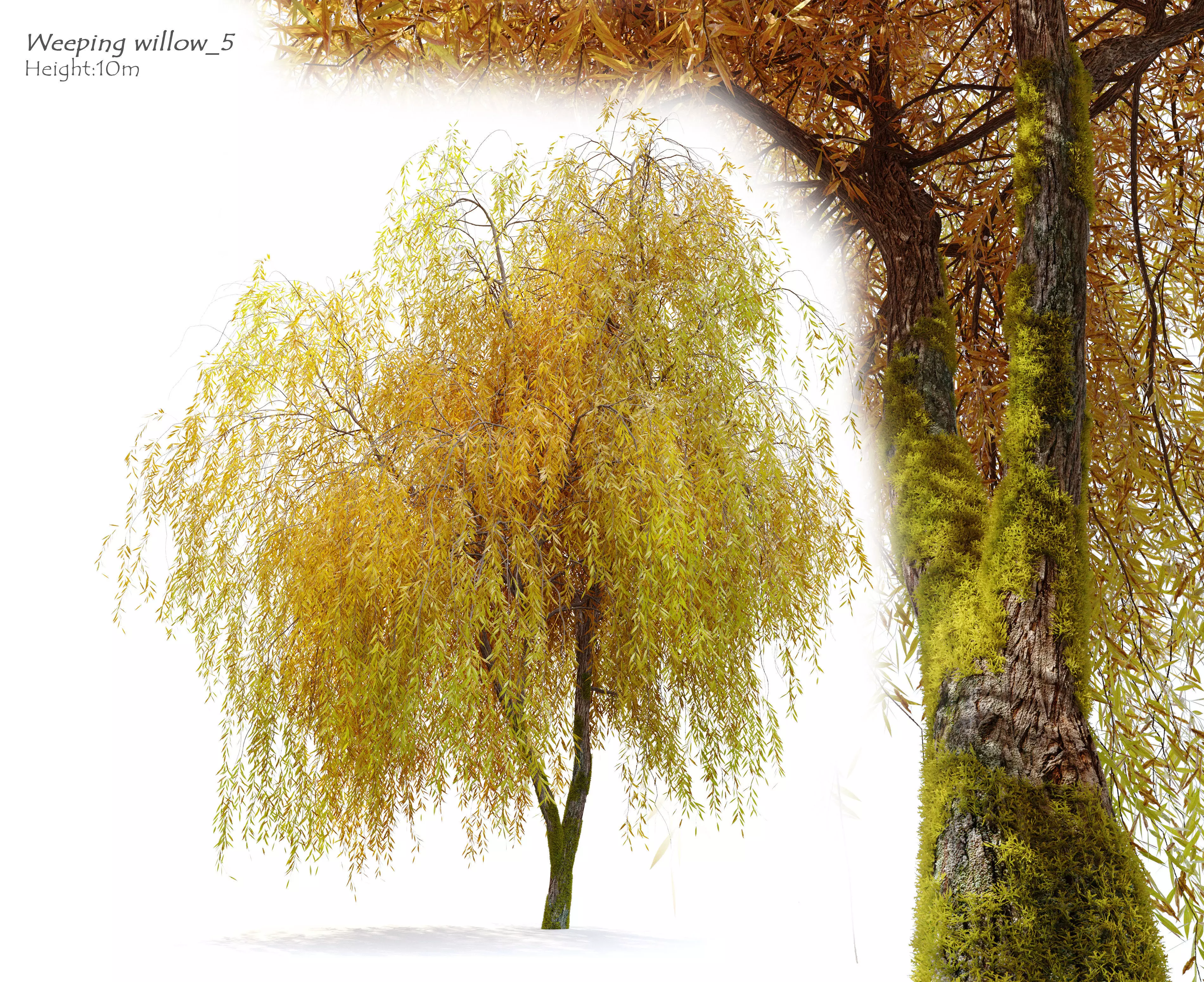 Weeping willow 5 3D model