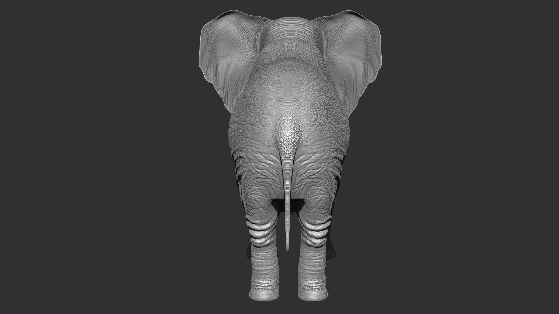 Fur Elephant NO Rigged in Blender Zbrush Low-poly 3D model_9