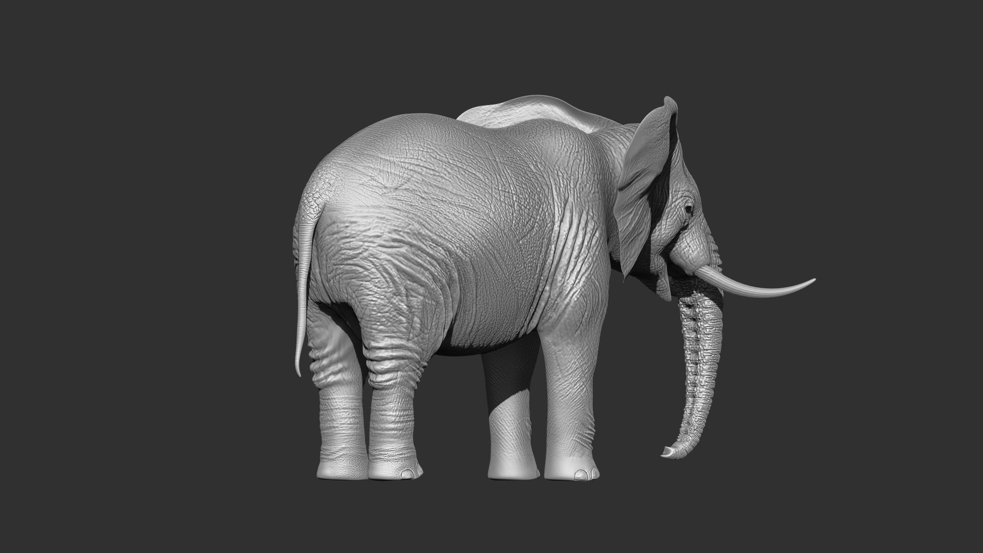 Fur Elephant NO Rigged in Blender Zbrush Low-poly 3D model_7