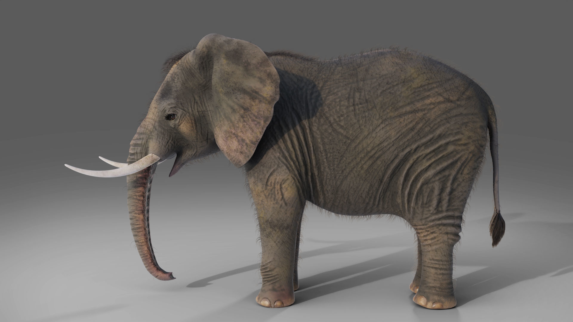Fur Elephant NO Rigged in Blender Zbrush Low-poly 3D model_4