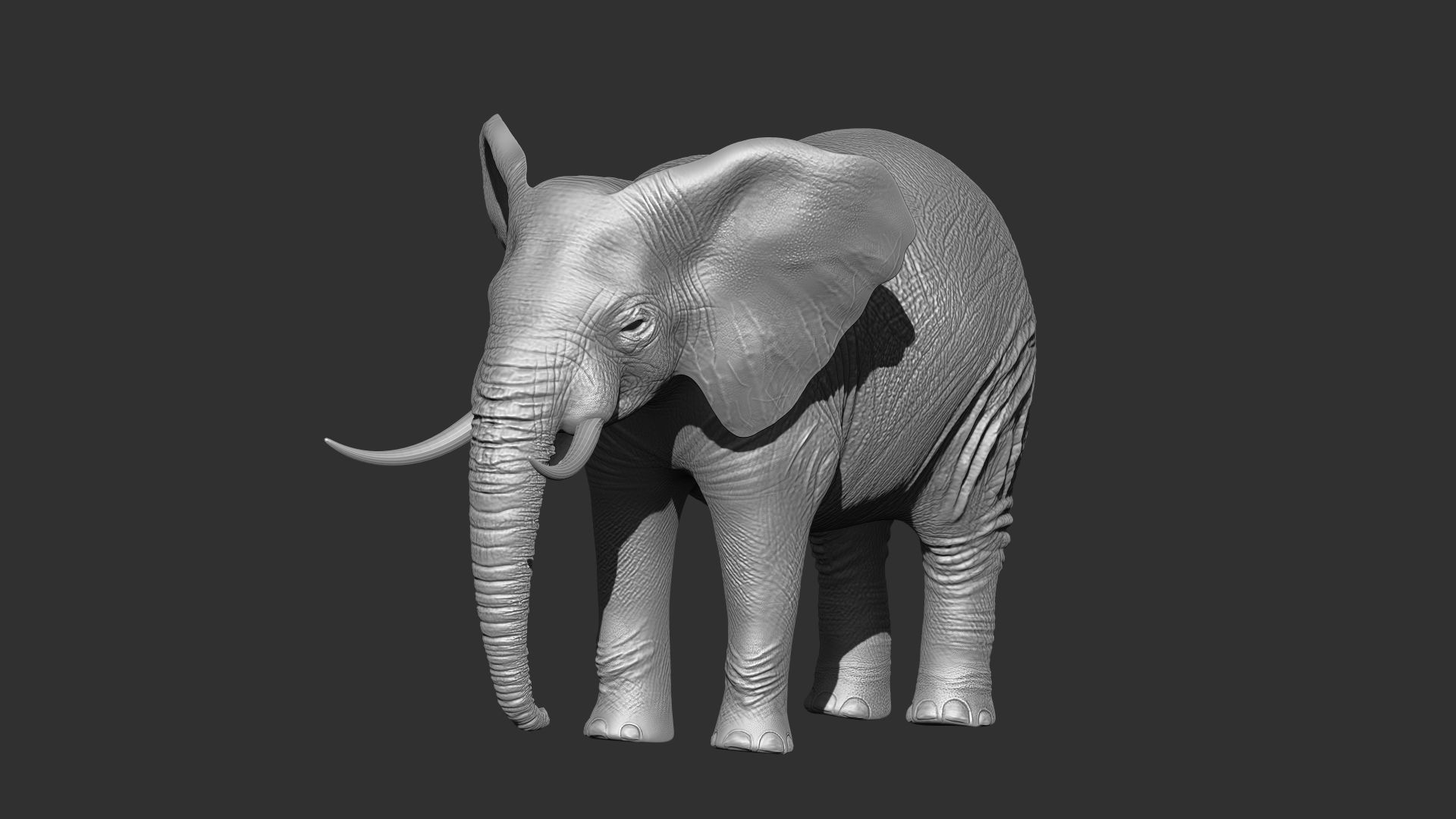 Fur Elephant NO Rigged in Blender Zbrush Low-poly 3D model_13