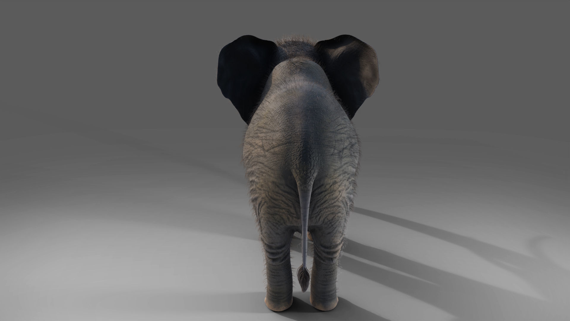 Fur Elephant NO Rigged in Blender Zbrush Low-poly 3D model_5