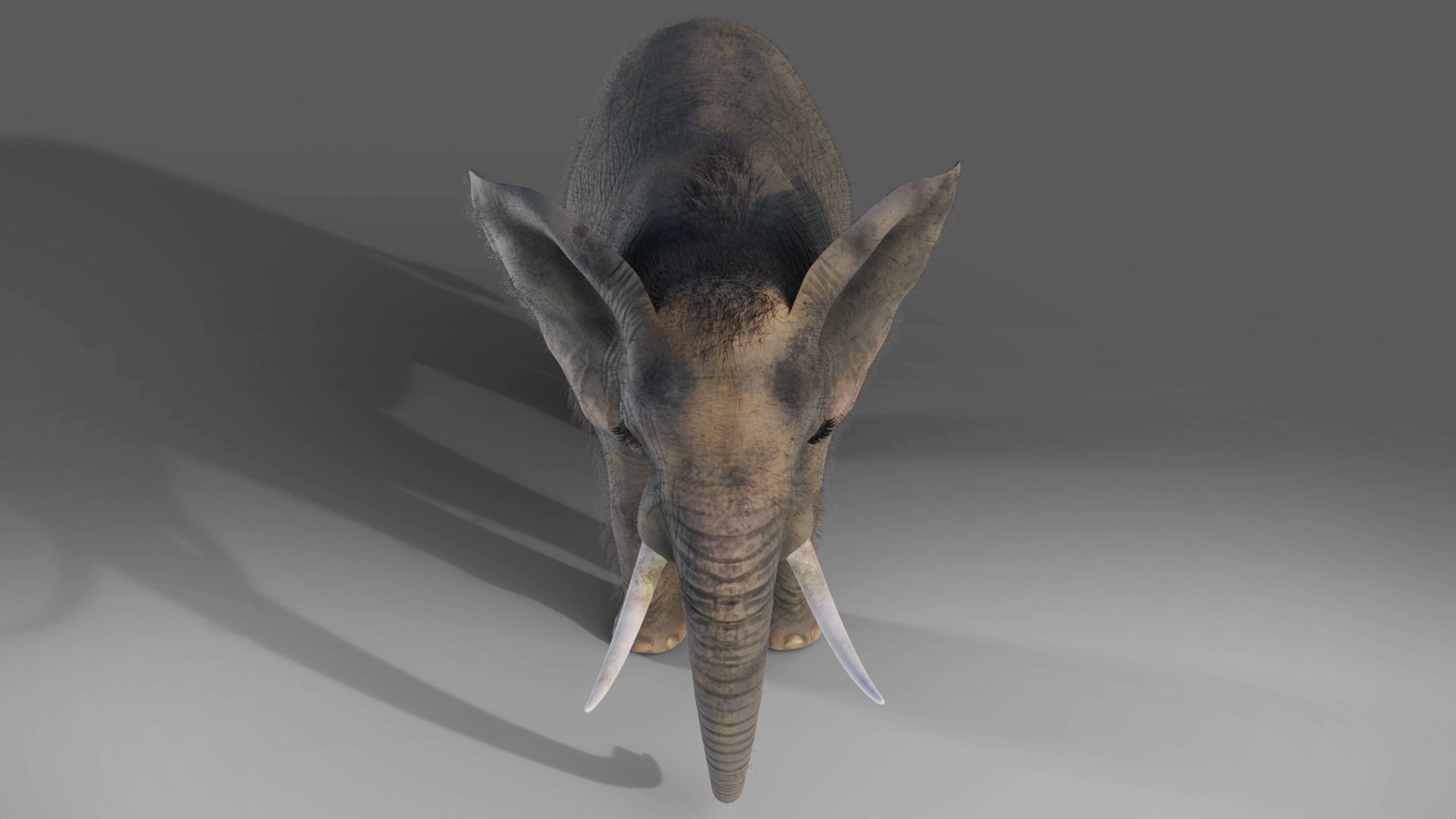 Fur Elephant NO Rigged in Blender Zbrush Low-poly 3D model_3