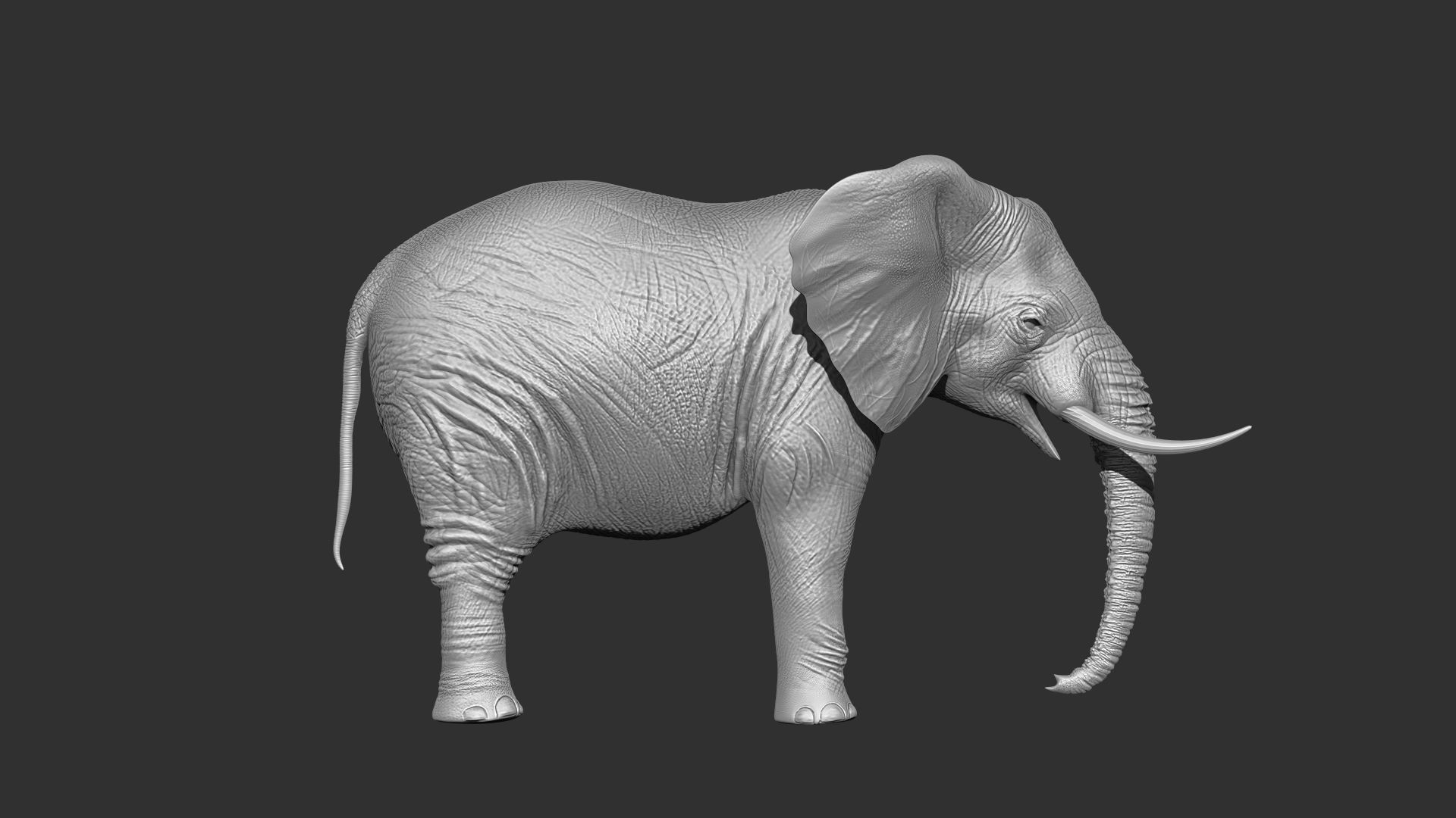 Fur Elephant NO Rigged in Blender Zbrush Low-poly 3D model_15