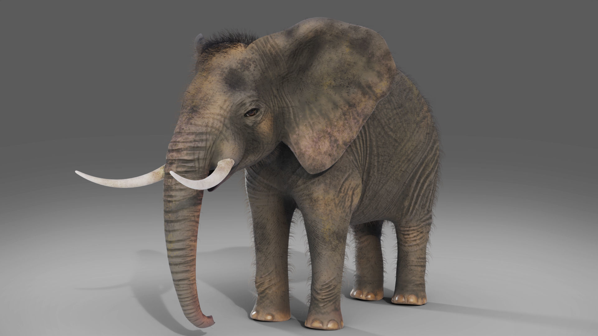Fur Elephant NO Rigged in Blender Zbrush Low-poly 3D model_1