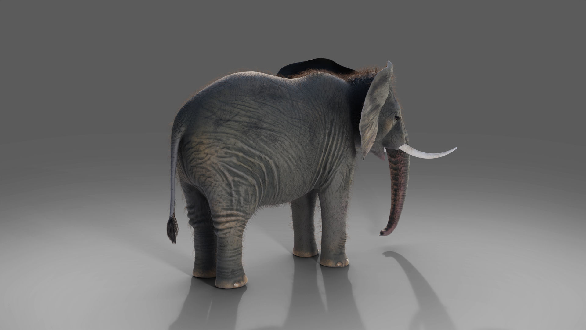 Fur Elephant NO Rigged in Blender Zbrush Low-poly 3D model_2